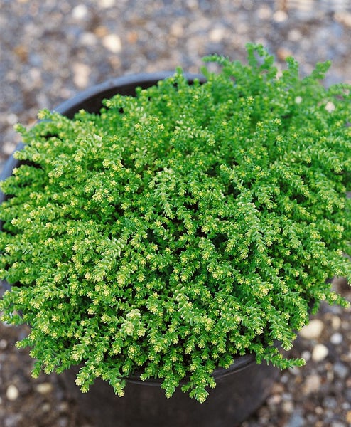 Sedum acre 'Aureum', Mauerpfeffer, gelb, ca. 9x9 cm Topf