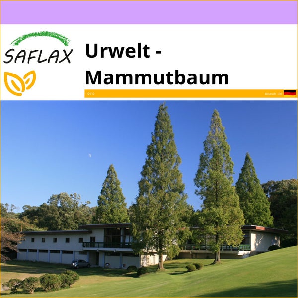 SAFLAX  - Urwelt - Mammutbaum - Metasequoia glyptostroboides - 60 Samen