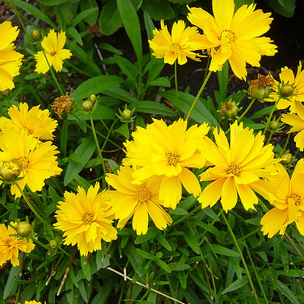 Gruppe von Coreopsis-Blumen im Gartenbeet