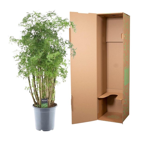 Topf-Zimmerpflanze mit Verpackungskarton