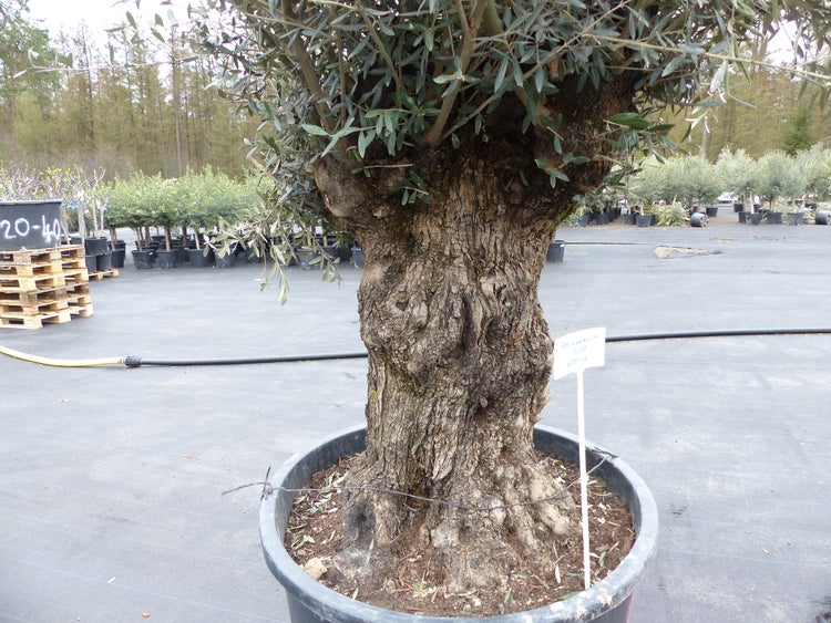 genau diesen Baum Nr. 5/O, 250 cm, Olivenbaum, knorrige | HORNBACH