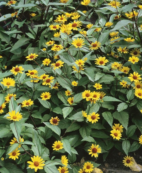Heliopsis helianthoides 'Summer Nights', Sonnenauge, gelb, ca. 11x11 cm Topf
