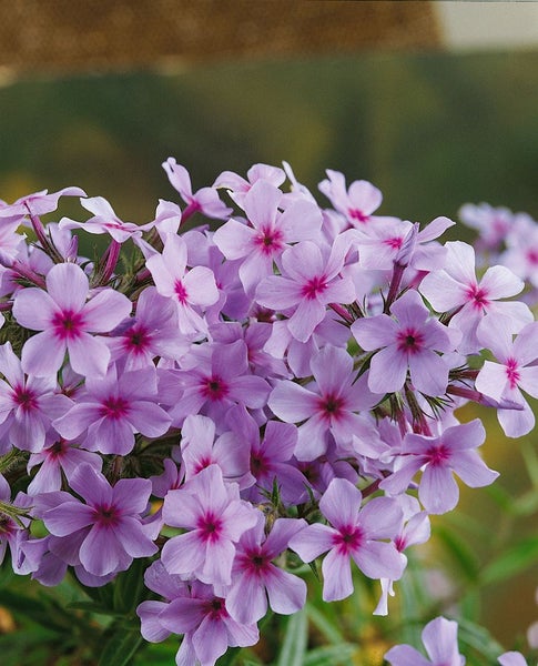 Phlox divaricata 'Chattahoochee', Waldphlox, lavendelblau, ca. 9x9 cm Topf