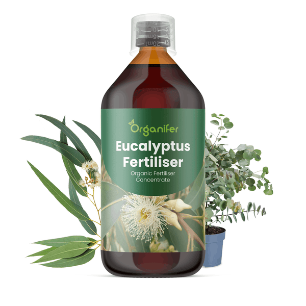 Organifer Eukalyptus-Dünger, organisches Konzentrat in einer Flasche mit Dosierkappe, dekoriert mit Eukalyptuszweigen und einer Topfpflanze.