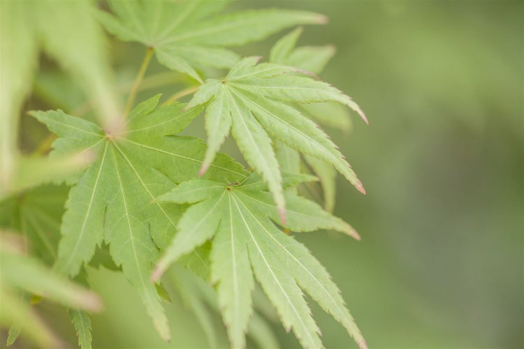 Acer palmatum 'Orange Dream', Japanischer Ahorn, orange, 60–80 cm