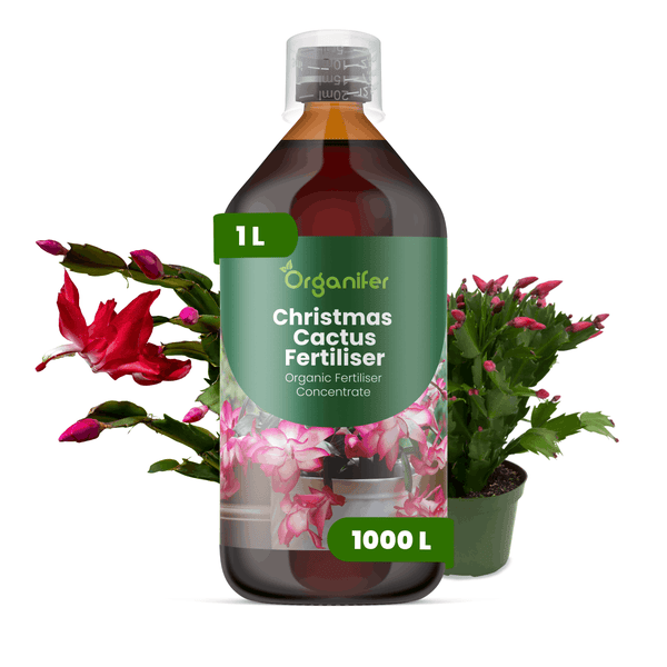 Organifer Weihnachtskakteendünger, 1 Liter Konzentrat für 1000 Liter Gießwasser, organischer Flüssigdünger.
