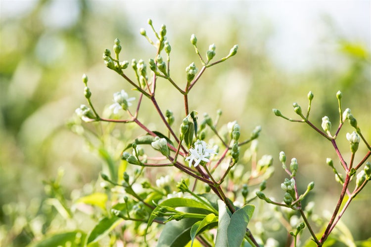 Nahaufnahme einer Pflanze mit feinen weissen Blüten und zahlreichen geschlossenen Knospen an verzweigten Stielen.