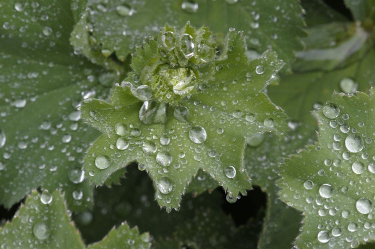 Frauenmantel-Blätter mit Wassertropfen