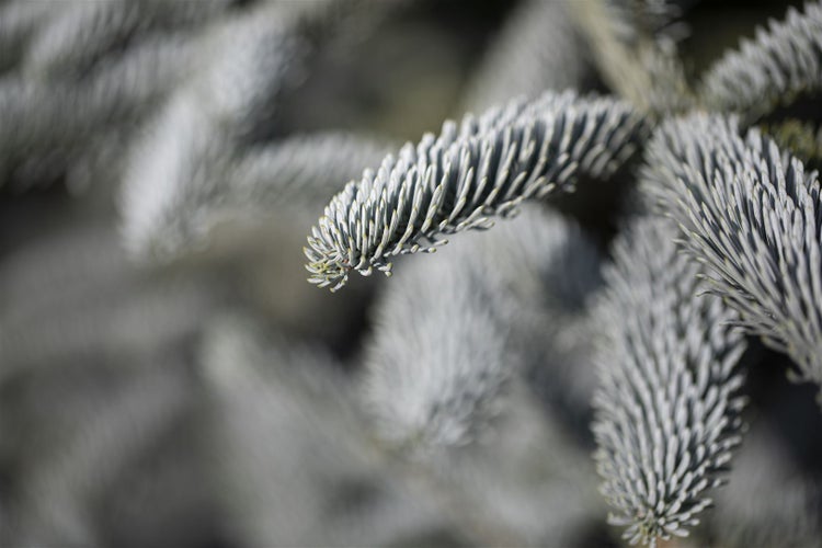 Abies procera 'Glauca', Edeltanne, blaugrün, 20–30 cm