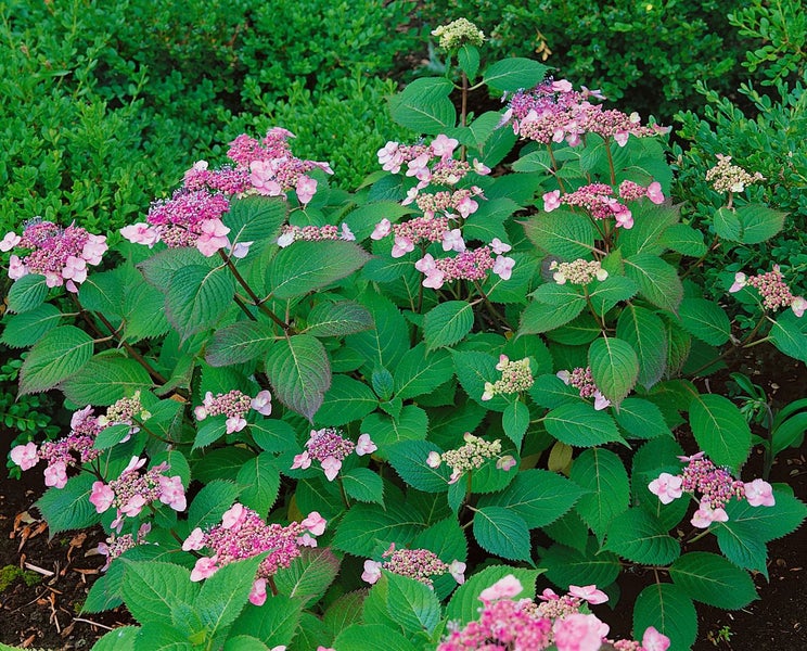 Hydrangea serrata 'Benigaku', Japanische Hortensie, rosa, 30–40 cm