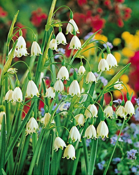 Leucojum aestivum 'Gravetye Giant', Sommer-Knotenblume, ca. 11x11 cm Topf