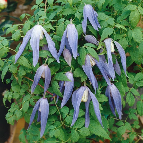 Clematis alpina 'Frances Rivis', Alpen-Waldrebe, blau, 60–100 cm