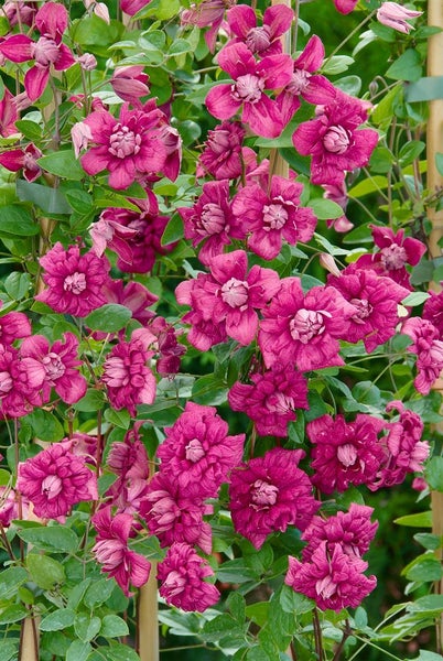 Clematis viticella 'Purpurea Plena Elegans', violett, 40–60 cm