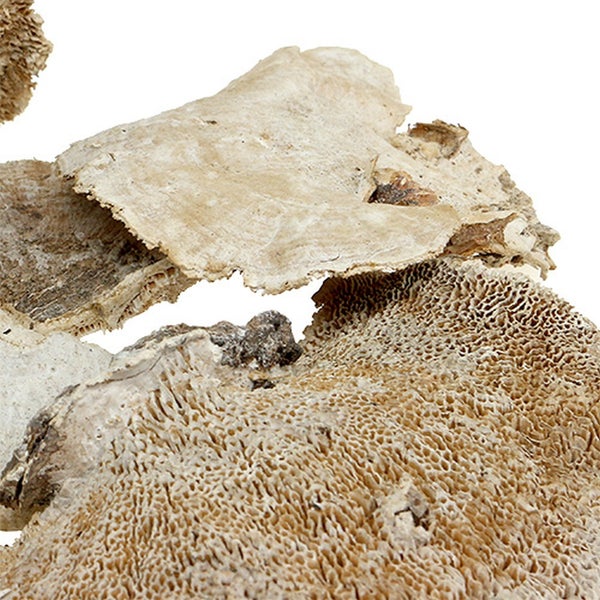Naturdekoration Baumpilz für Terrarien mit poröser Oberflächenstruktur.