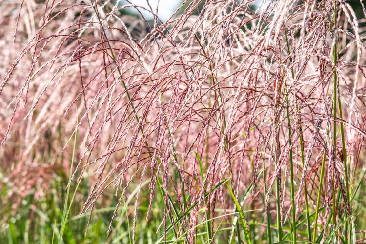 Miscanthus sinensis 'Flamingo', Chinaschilf, rosa Blüten, ca. 9x9 cm Topf
