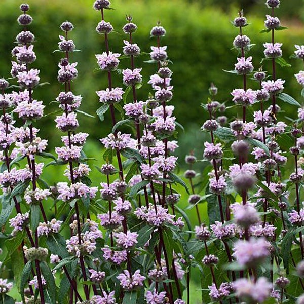 Gruppe von Andornpflanzen im Gartenbeet
