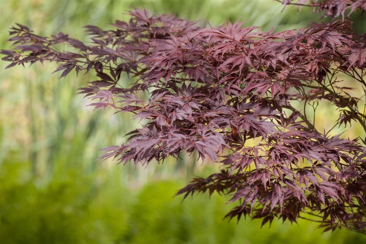 Japanischer Ahorn mit roten Blättern im Garten
