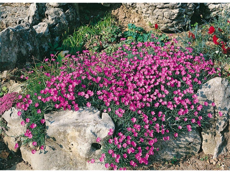 Dianthus alpinus, Alpen-Nelke, rosa Blüten, ca. 9x9 cm Topf