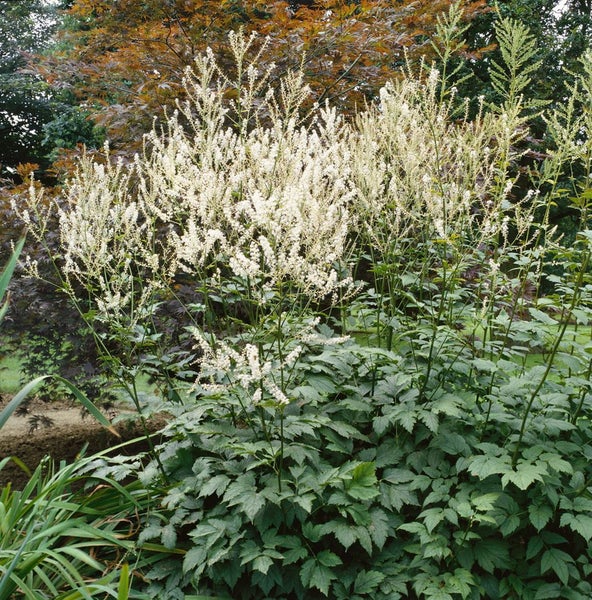 Actaea erythrocarpa, Rote Silberkerze, ca. 9x9 cm Topf