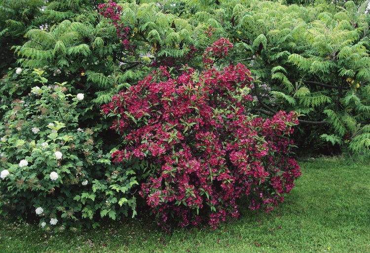 Blühender Strauch mit roten Blüten im Garten.
