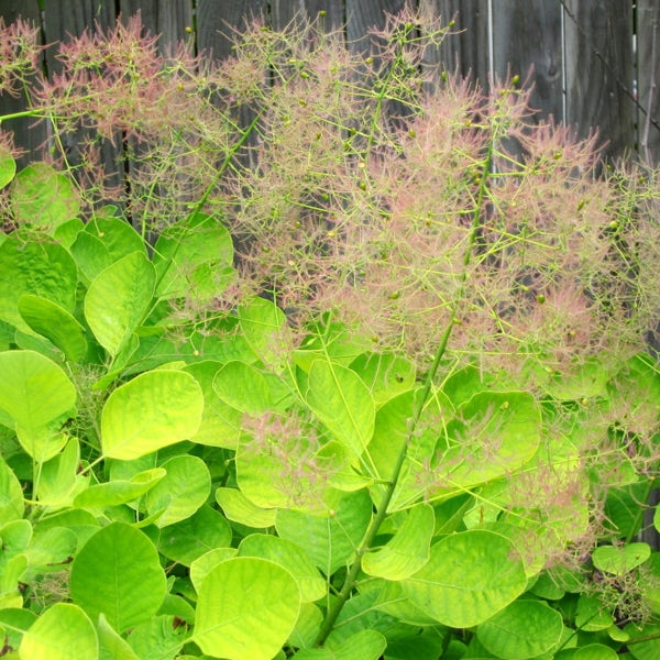 Perückenstrauch mit grünen Blättern und rosa Blüten