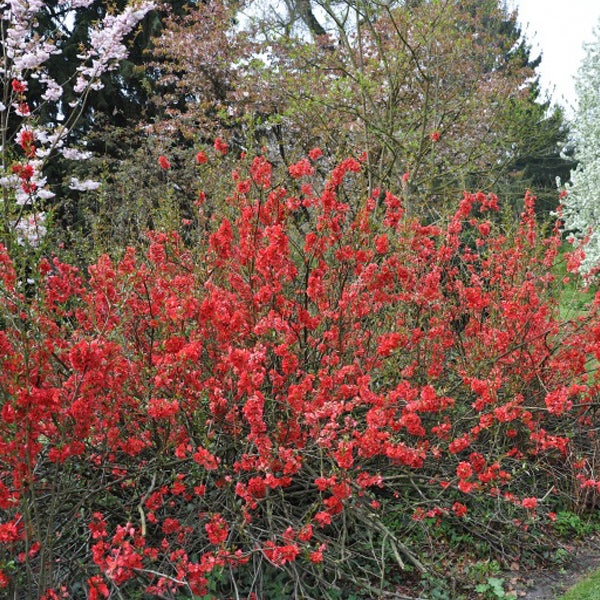Blühender Zierquittenstrauch im Garten