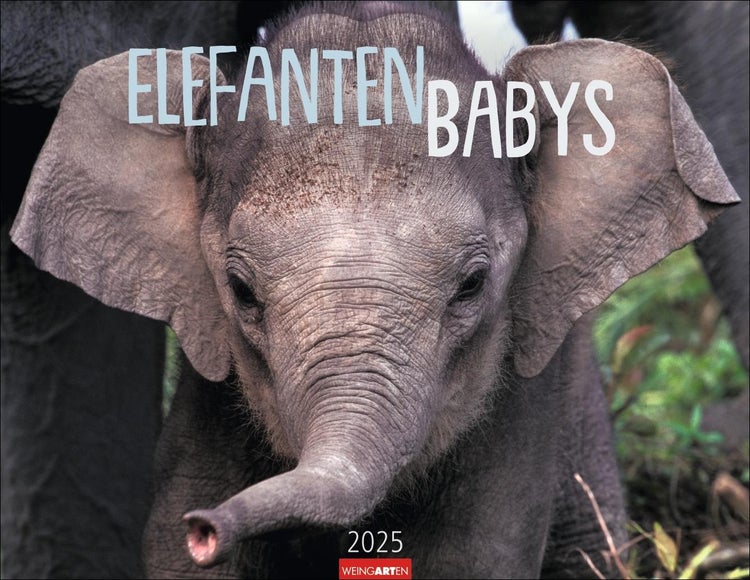 Elefantenbabys Kalender 2025 Tierisch-süße Dickhäuter im Jahres-Wandkalender 2025. Lustige Momentaufnahmen von niedlichen Jung-Elefanten. Ein Tierkinder-Fotokalender im Querformat 44 x 34 cm