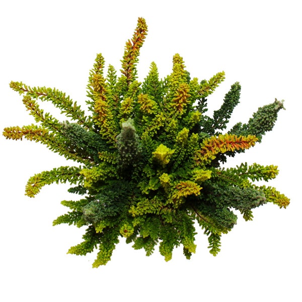 Calluna Green Nature Grüne Besenheide Heidekraut winterhart 11cm Topf Set mit 3 Pflanzen versch. Grüntöne pro Topf