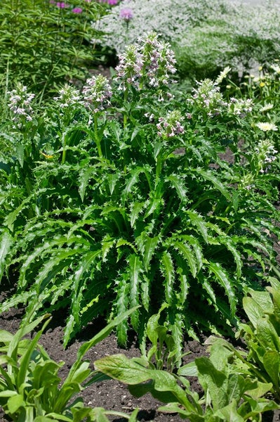 Morina longifolia, Himalaya-Morina, stachelig, ca. 11x11 cm Topf