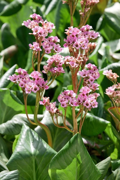 Bergenia cordifolia 'Oeschberg', Riesensteinbrech, rosa, ca. 11x11 cm Topf