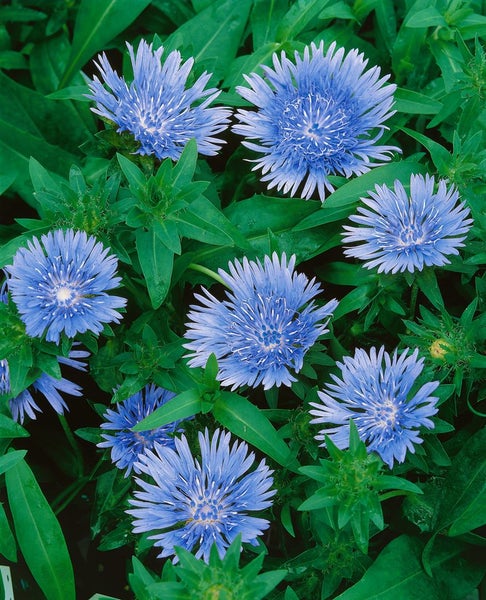 Gruppe von Kornblumen mit blauen Blüten und grünen Blättern