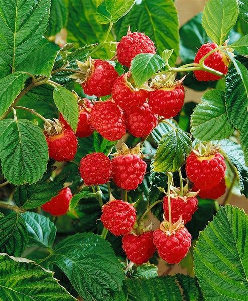 Rubus idaeus 'Glen Ample', Himbeere, 40–50 cm