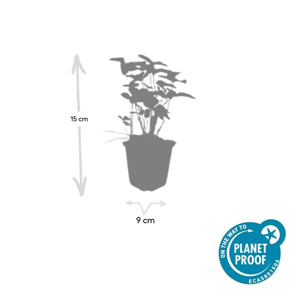 Bodendecker - Walderdbeere - Fragaria vesca - 9cm Topf - Set mit 60 Pflanzen