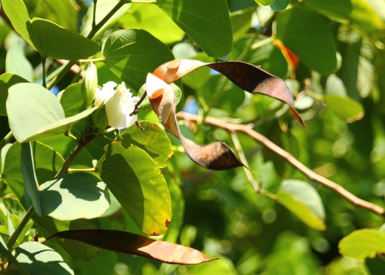 SAFLAX Garden in the bag - Weißer Orchideenbaum - Bauhinia variegata candida - 5 Samen - Mit Anzuchtsubstrat im praktischen, selbst aufstellenden Beutel
