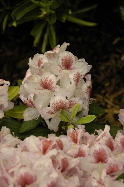 Rhododendron Hybr. 'Belami', Rhododendron, 30–40 cm