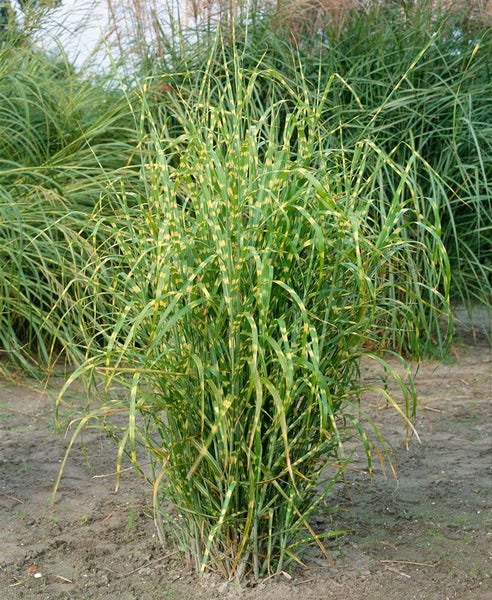 Miscanthus sinensis 'Zebrinus', Zebragras, ca. 11x11 cm Topf