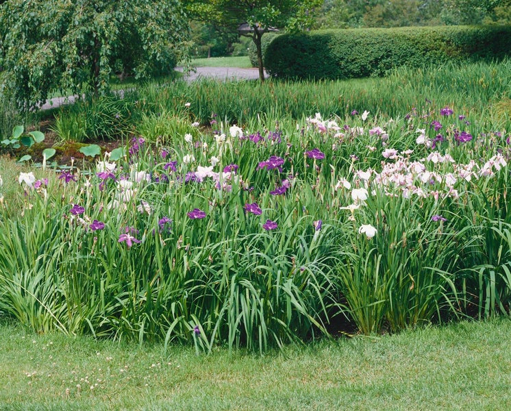 Blumenbeet mit Schwertlilien in einem Garten