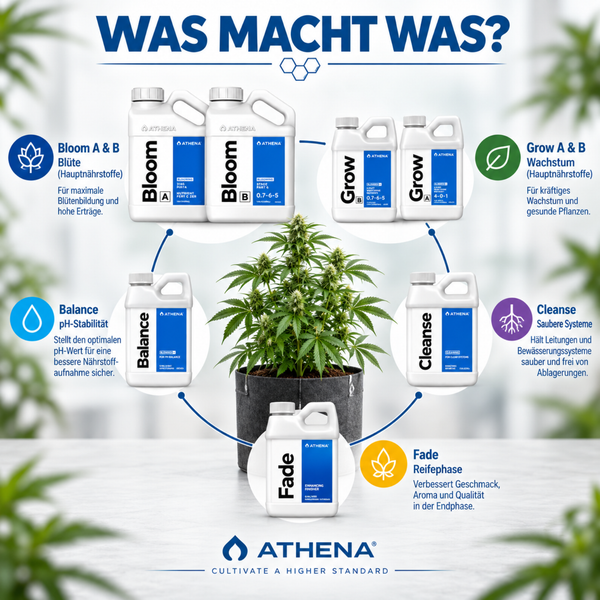 Übersicht der Athena Pflanzennährstoffprodukte Bloom, Grow, Balance, Cleanse und Fade für die Phasen von Wachstum bis Blüte mit Infografik.