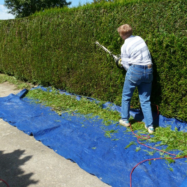 Person beim Heckenschneiden mit einer elektrischen Heckenschere entlang einer großen Hecke, aufgefangener Schnitt auf einer Gartenplane.