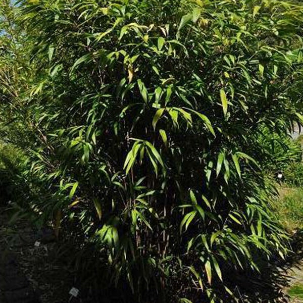Bambuspflanze im Garten