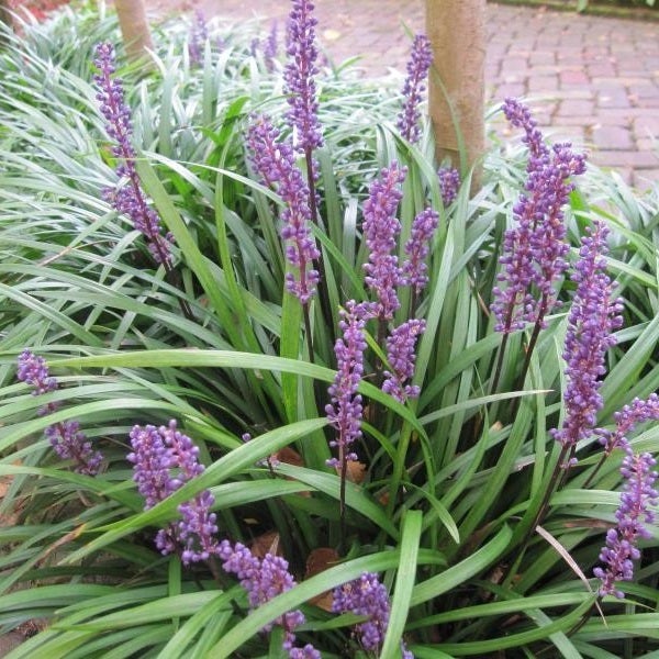 Nahaufnahme von Liliengras mit violetten Blüten