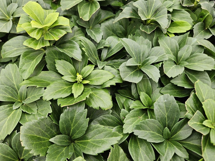 Immergrüner Bodendecker Dickmännchen Pachysandra terminalis mit gezahnten grünen Blättern.