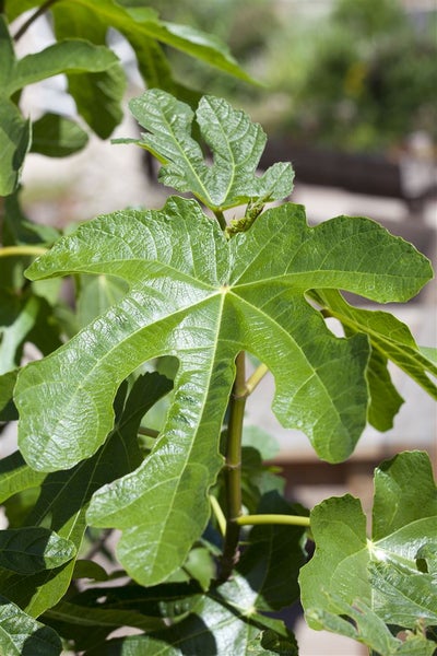 Ficus carica, Feige, 100–125 cm, essbare Früchte