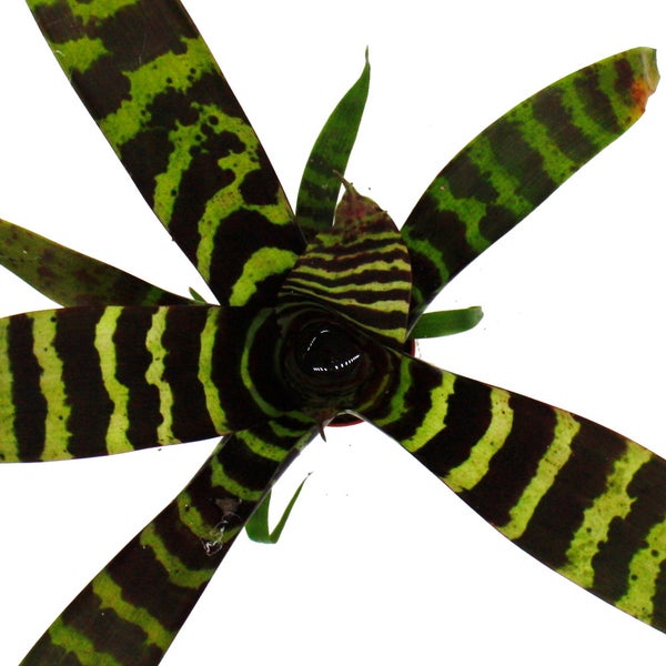 Zimmerpflanze mit langen schmalen grünen Blättern im orangefarbenen Kunststofftopf.