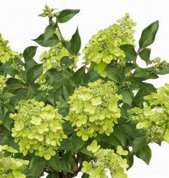 Rispenhortensie mit hellen Blüten und grünen Blättern