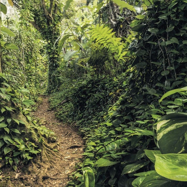 Pfad durch dichten Dschungel mit üppiger Vegetation