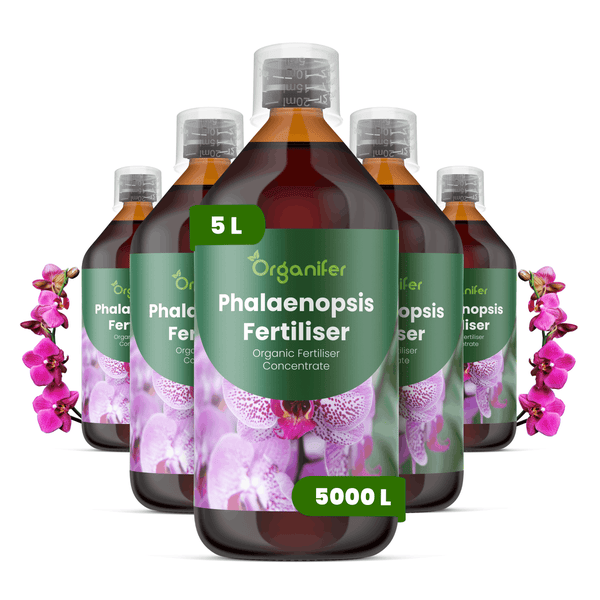 Organifer Phalaenopsis Dünger, Organifer Logo, organischer Flüssigdünger für Orchideen, 5 Liter Konzentrat für 5000 Liter, 5 Flaschen.