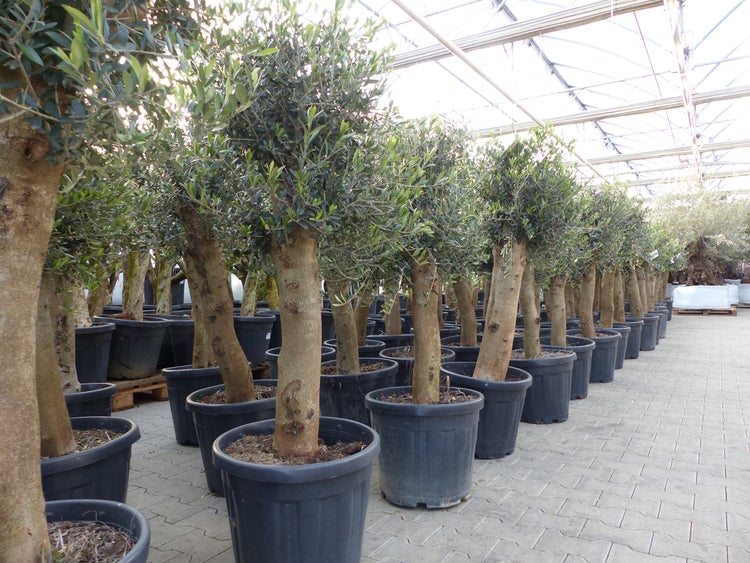 Olivenbaum Bonsai 160 cm Olive beste Qualität, Stammumfang 30 - 40 cm, winterhart, Olea Europaea