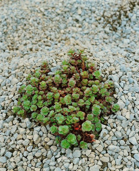 Sedum spurium 'Fuldaglut', Teppichsedum, rot, ca. 9x9 cm Topf