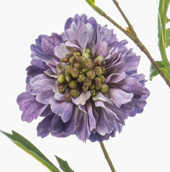 Grüne Farnwedel mit gefiederten Blättern.